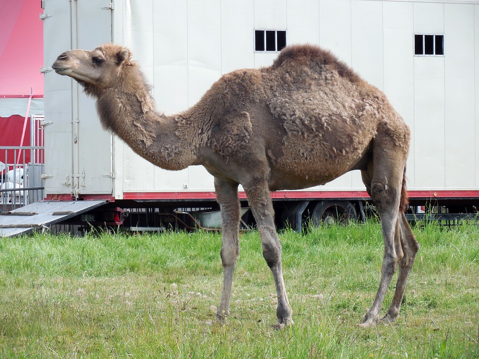 dromedary 792314 960 720 Zamość: Nie chcą w mieście cyrków ze zwierzętami. Zaapelowali w tej sprawie do Prezydenta