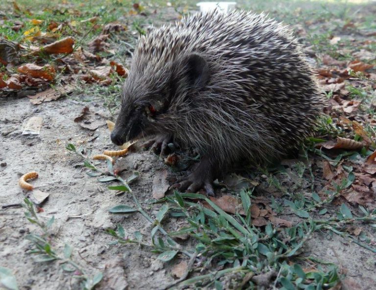 Zamość: Bestialskie zachowanie nastolatków! Wydłubali oczy jeżowi!