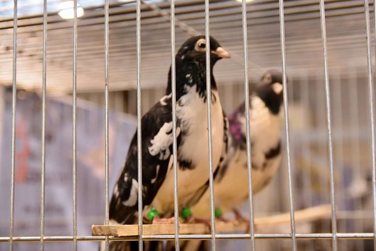 Wystawa gołębi rasowych i ptactwa ozdobnego (dużo zdjęć)