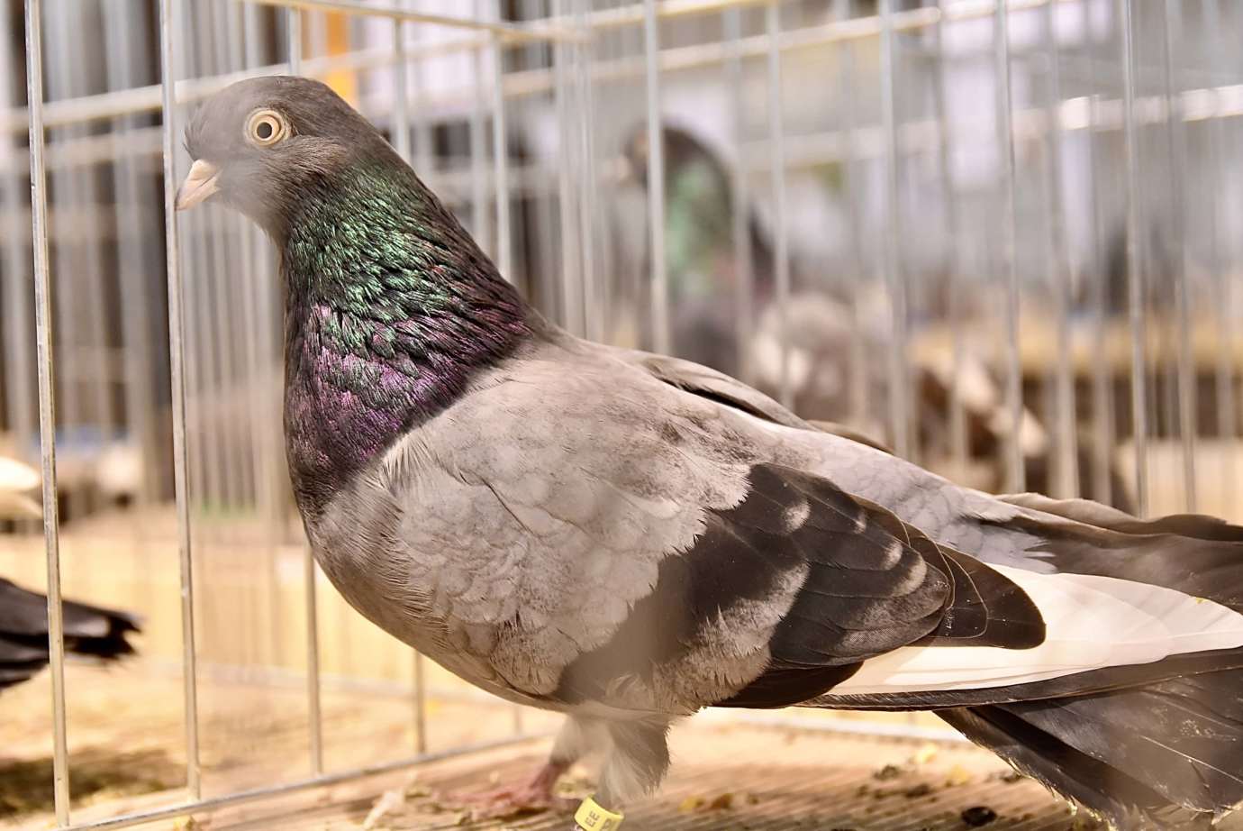 dsc 3611 Wystawa gołębi rasowych i ptactwa ozdobnego (dużo zdjęć)