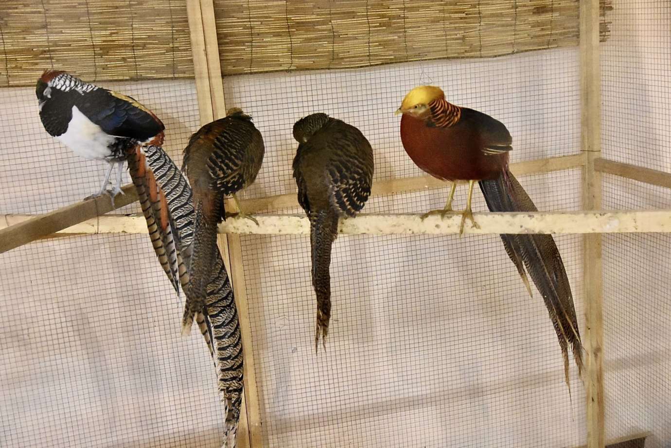 dsc 3622 Wystawa gołębi rasowych i ptactwa ozdobnego (dużo zdjęć)