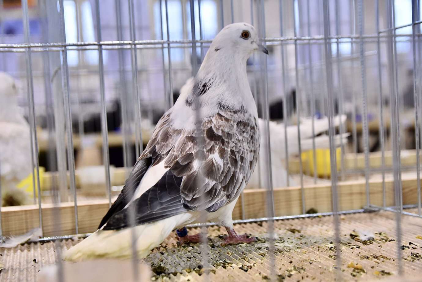 dsc 3645 Wystawa gołębi rasowych i ptactwa ozdobnego (dużo zdjęć)