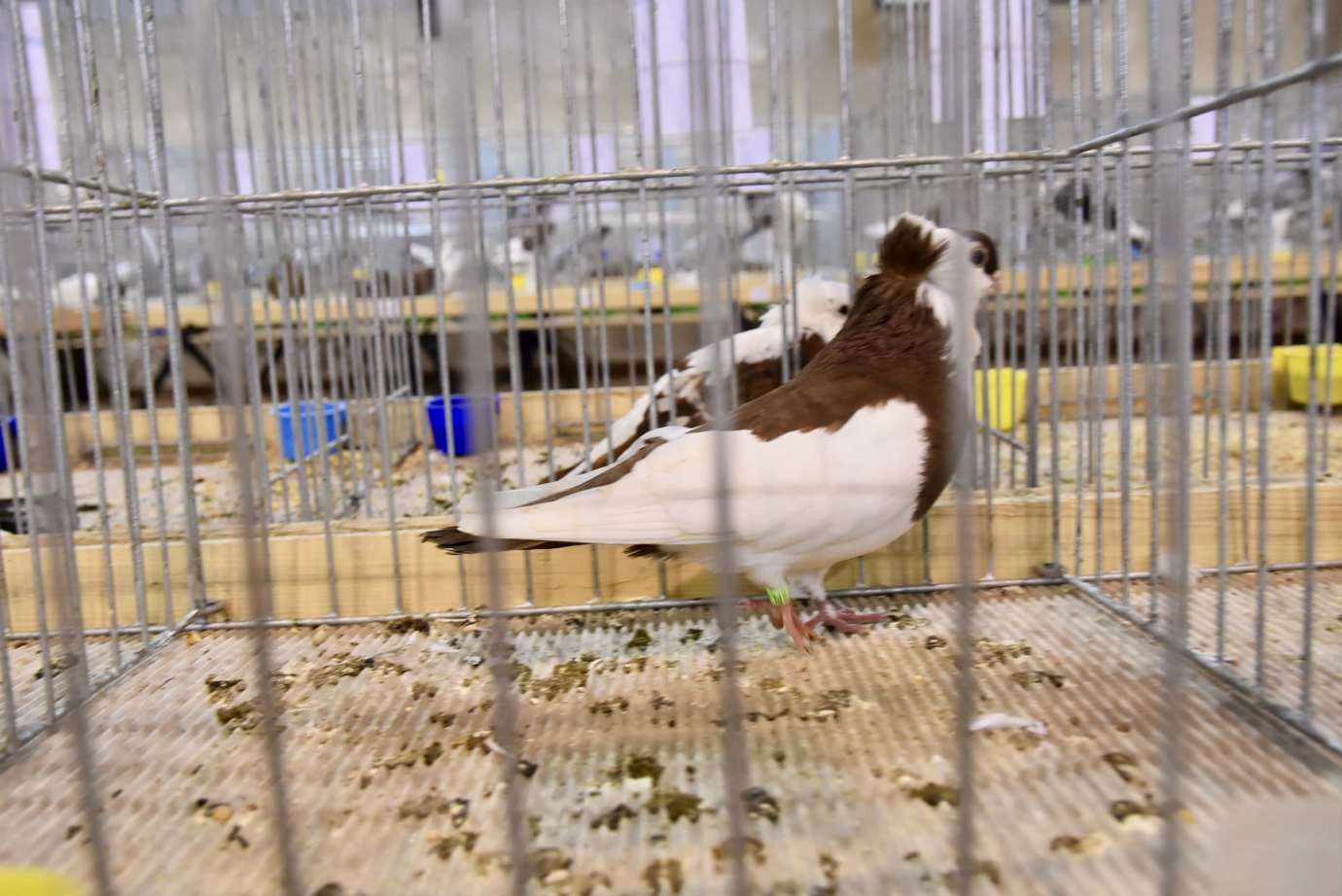dsc 3646 Wystawa gołębi rasowych i ptactwa ozdobnego (dużo zdjęć)