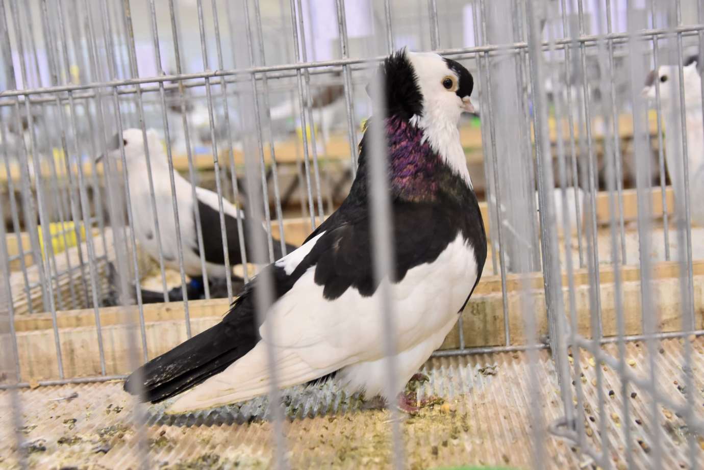 dsc 3647 Wystawa gołębi rasowych i ptactwa ozdobnego (dużo zdjęć)