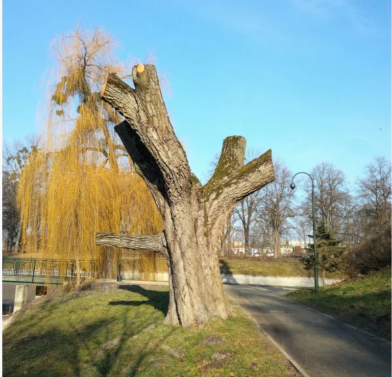 Zamość: W pniu drzewa powstanie czytelnia. Jak Wam się podoba pomysł?