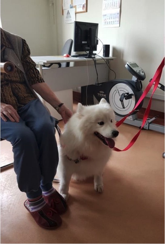 Luna – psi terapeuta “pracuje” w Zamojskim Szpitalu Niepublicznym
