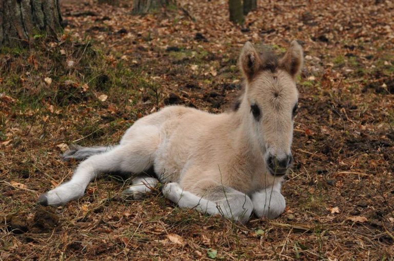 Narodziny w Roztoczańskim Parku Narodowym [ZDJĘCIA]