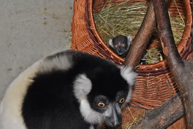 Zamość: Lemury “na emeryturze” doczekały się potomka [ZDJĘCIA]