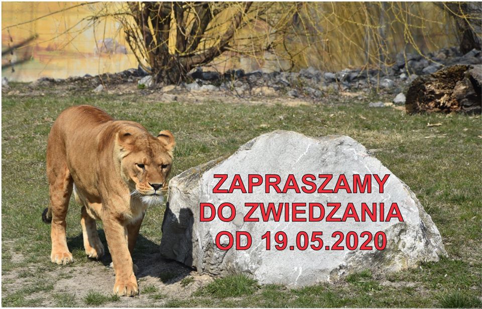 98611090 3102424703170240 8872311438828371968 o Zamojskie ZOO znów będzie otwarte! Obowiązują nowe zasady