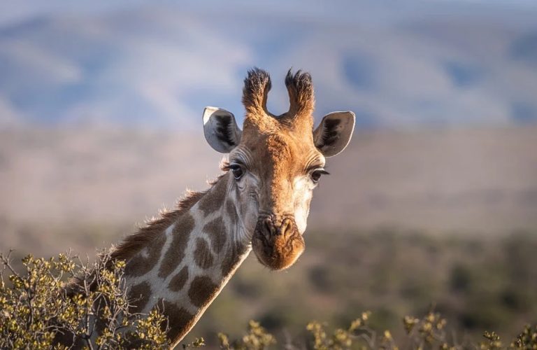 Smutne wieści z zamojskiego ZOO. Nie żyje młoda żyrafa