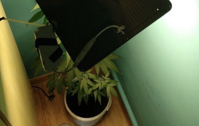 Kryminalni w sypialni 23-latka znaleźli doniczkę z krzakiem marihuany