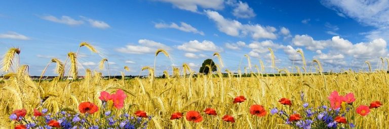 Dożynkowy Foto-Konkurs w Gminie Zamość. Pula nagród 2000 zł