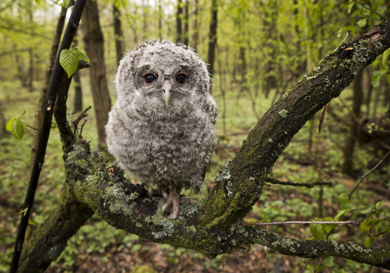 Wernisaż wystawy fotograficznej ,,Magia natury” autorstwa Tadeusza Łubiarza