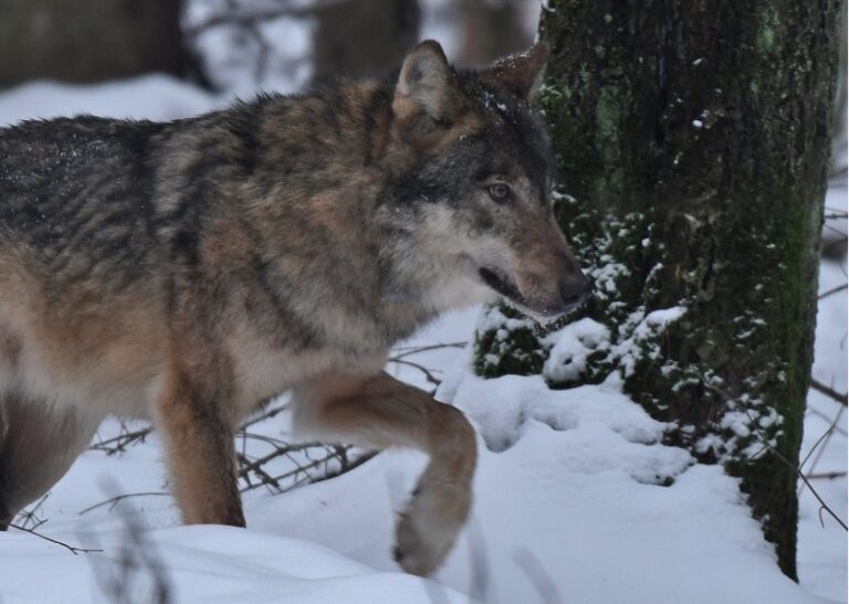 Policjanci ustalili, kto zabił Kosego, wilka z Roztoczańskiego Parku Narodowego