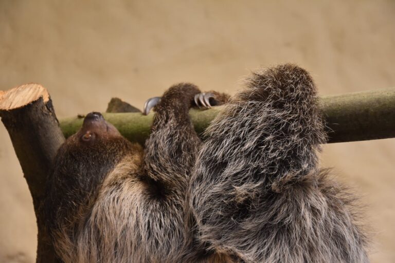 Poznajcie nowego, najbardziej leniwego mieszkańca zamojskiego ZOO