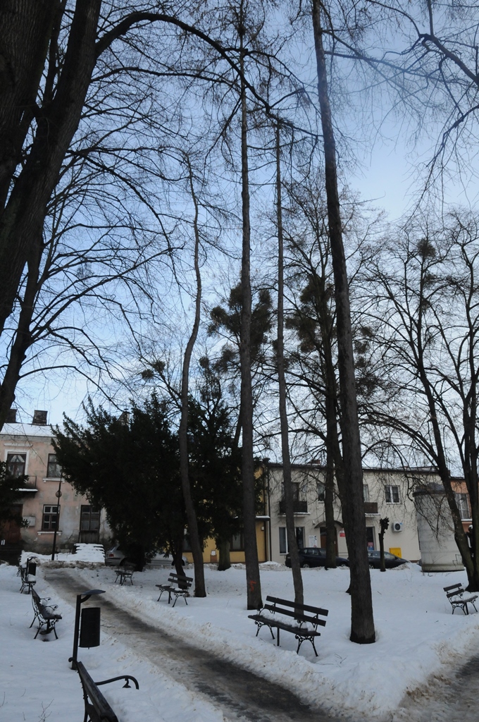 wycinka drzew plac tadeusza kosciuszki rys 2 Wytną drzewa, ale posadzą nowe