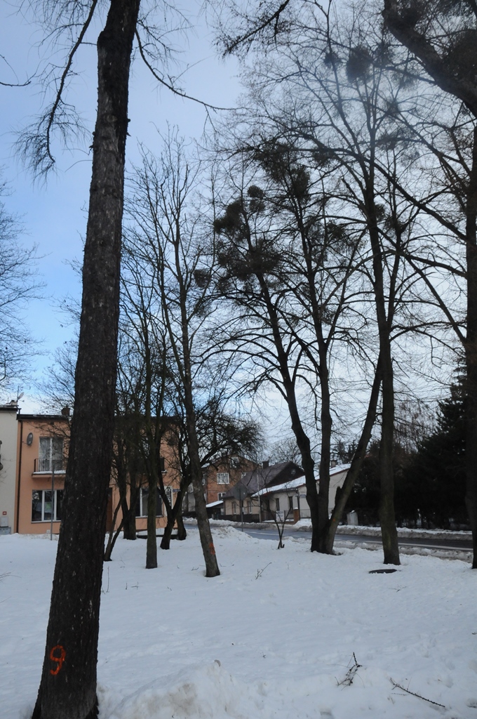 wycinka drzew plac tadeusza kosciuszki rys 3 Wytną drzewa, ale posadzą nowe