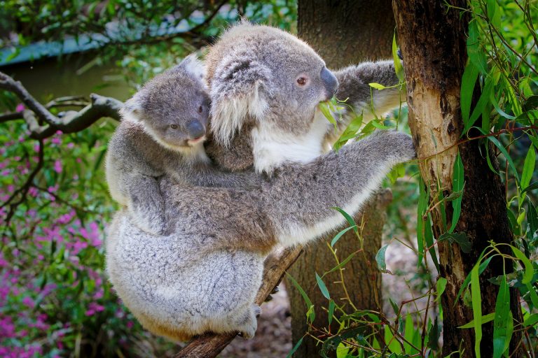 ZDK zaprasza w podróż z Zamościa do Australii