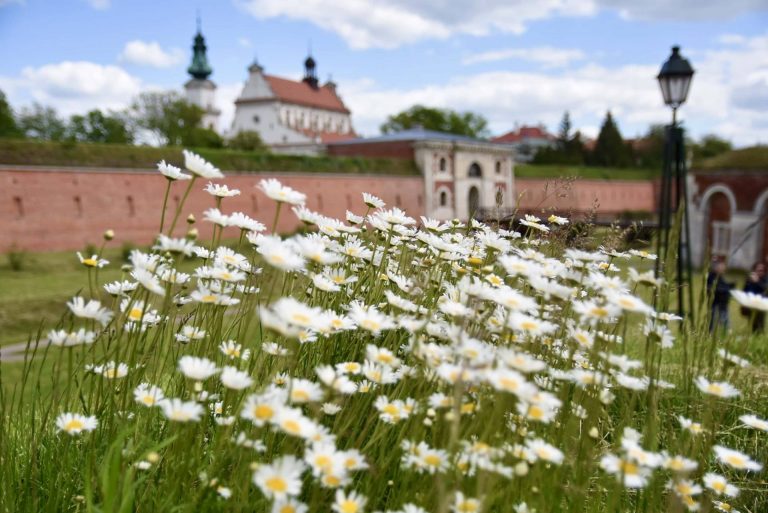 Znamy najbardziej zielone miasta w Polsce. Na którym miejscu Zamość?