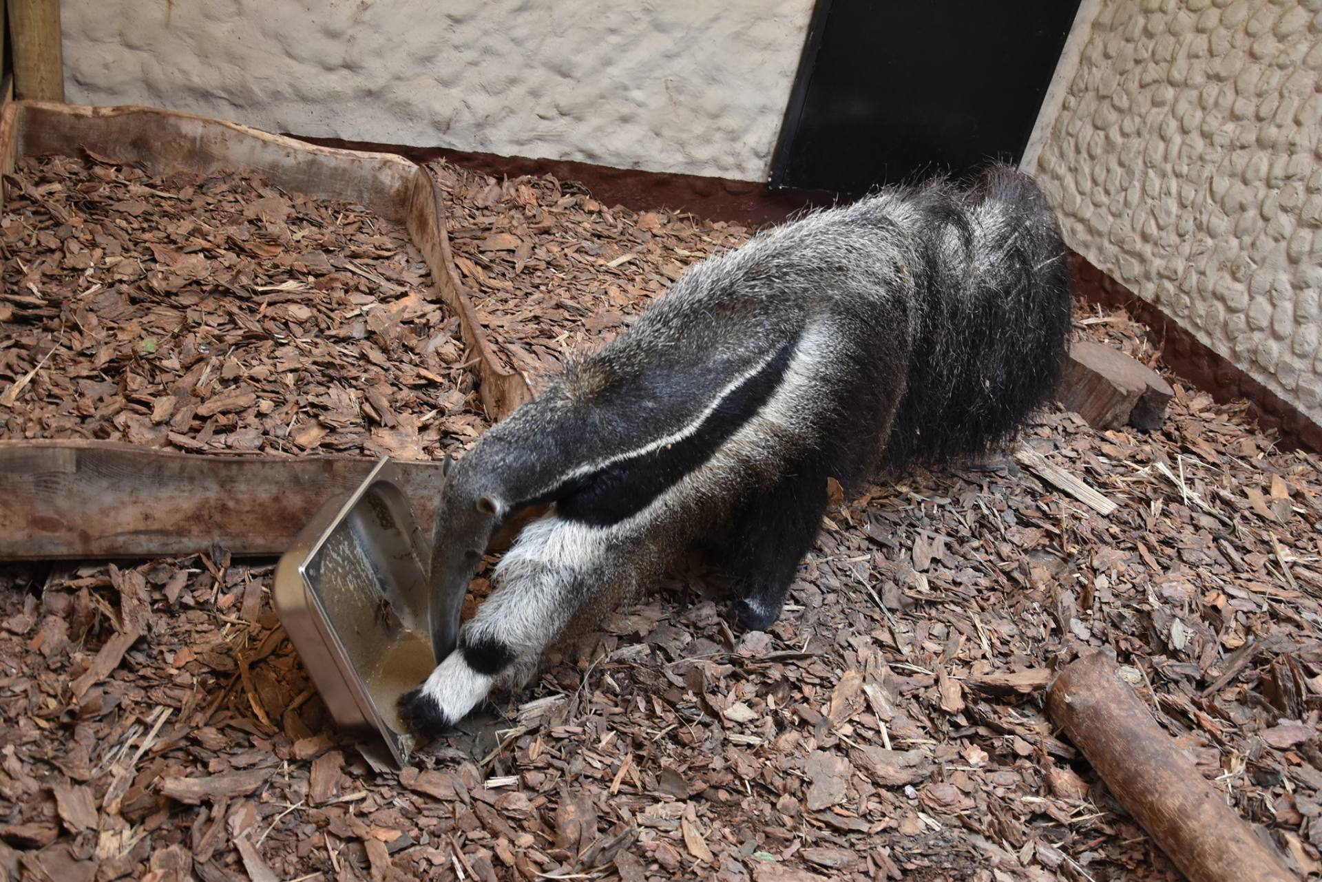 241080133 4427221527357211 8000288151439992709 n Zamojskie ZOO ma nową mieszkankę. Poznajcie Marię