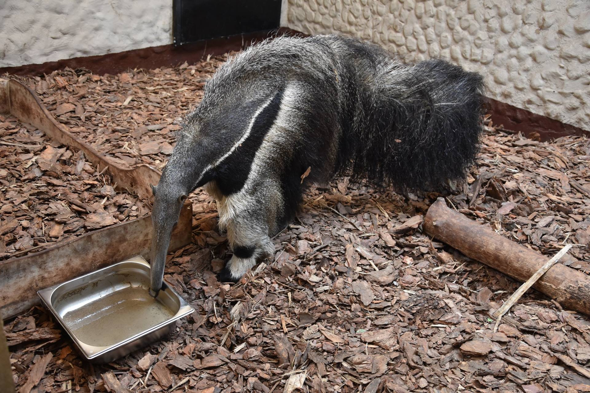 241170567 4427219694024061 6582699285107741545 n Zamojskie ZOO ma nową mieszkankę. Poznajcie Marię