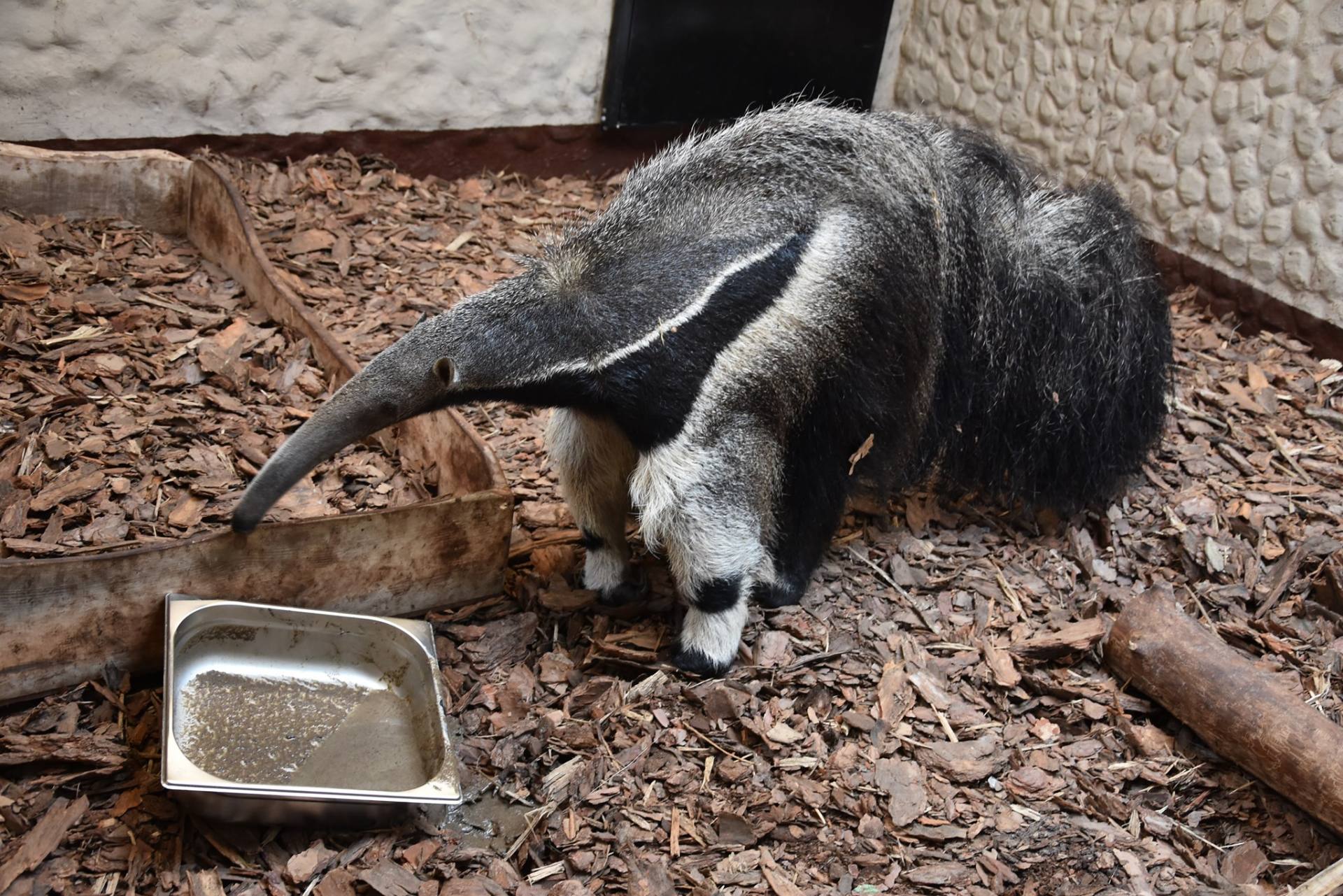 241193960 4427220197357344 7585237178184229803 n Zamojskie ZOO ma nową mieszkankę. Poznajcie Marię