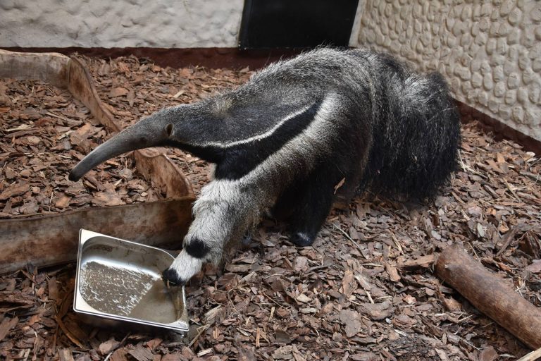 Zamojskie ZOO ma nową mieszkankę. Poznajcie Marię