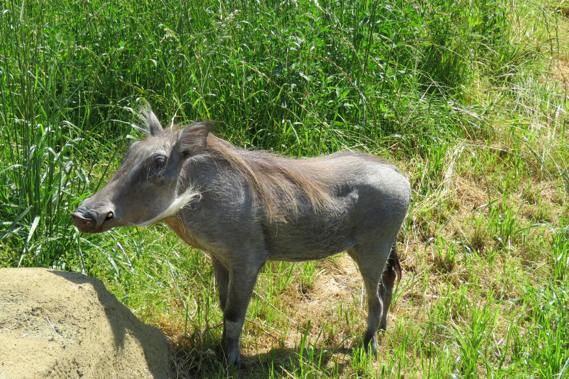 guziec fot jadwiga kniaao rycaj Guziec! Tak guziec to nowy mieszkaniec zamojskiego ZOO!