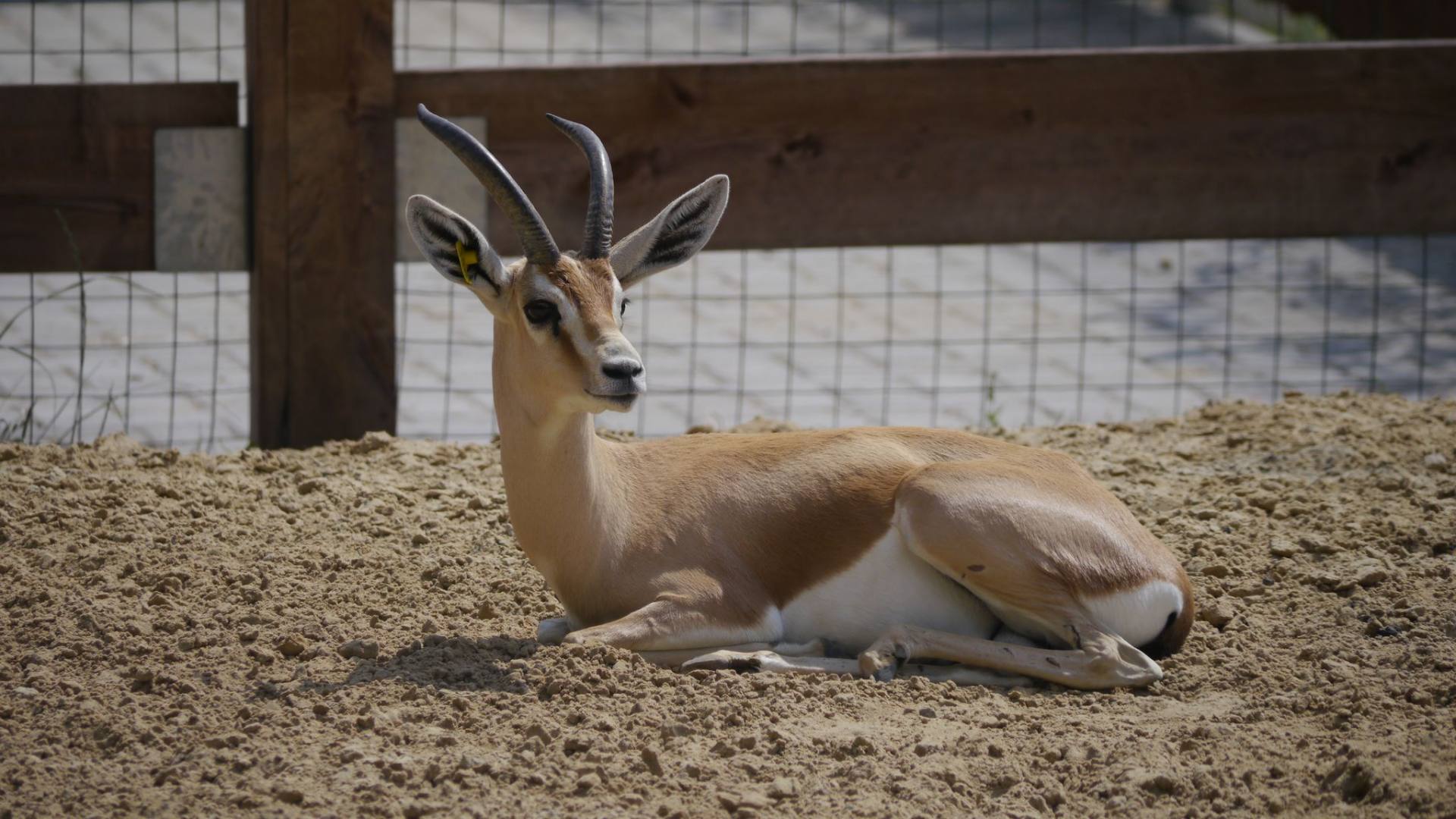 dorkas ZOO w Zamościu ma nowych mieszkańców [ZDJĘCIA]