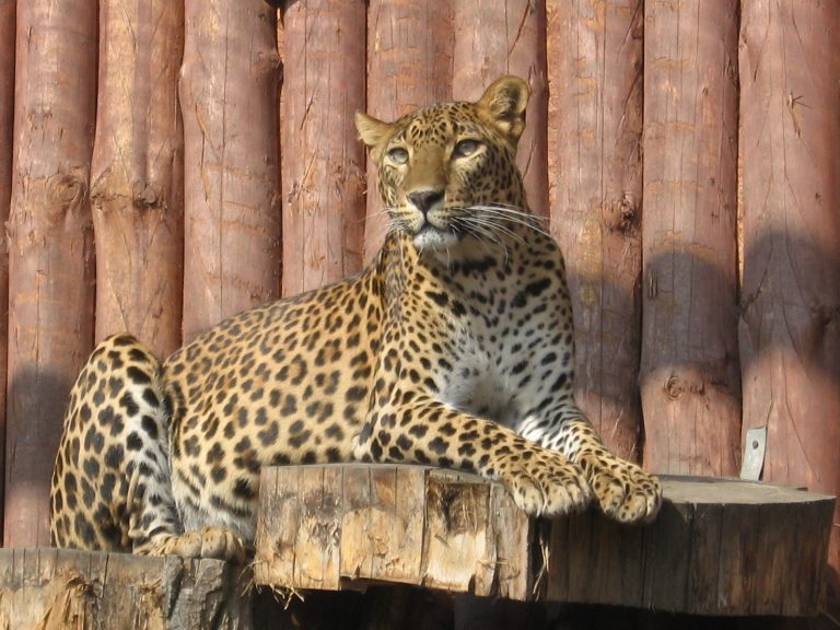 ZOO w Zamościu ma nowych mieszkańców [ZDJĘCIA]