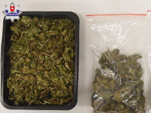 68 199429 Marihuana oraz krzewy w fazie wzrostu zabezpieczone przez policję