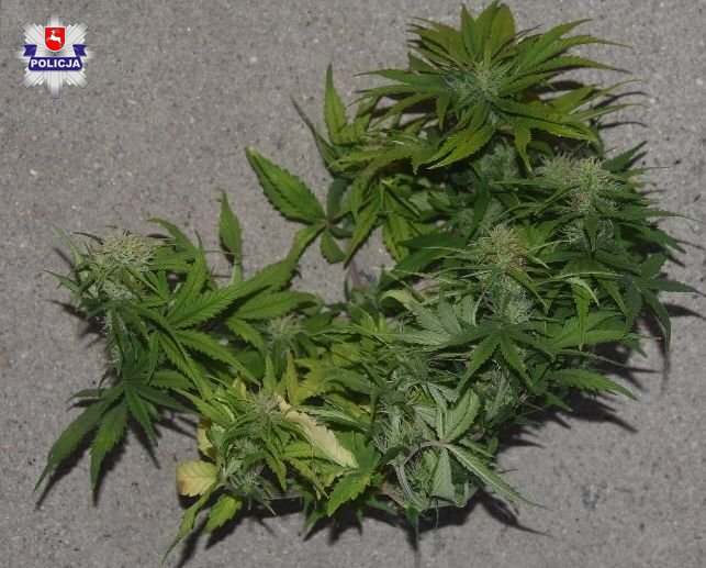 68 199431 Marihuana oraz krzewy w fazie wzrostu zabezpieczone przez policję