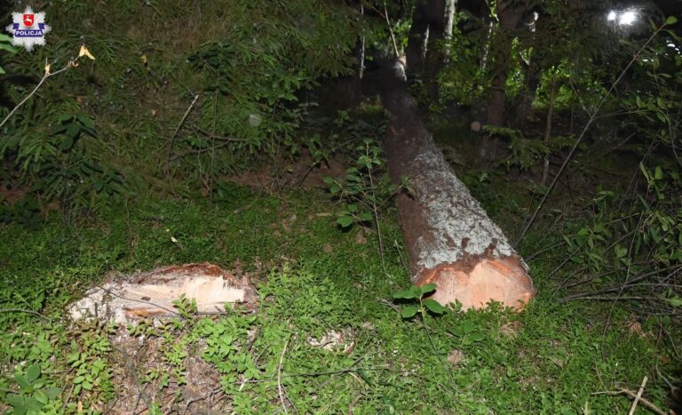 Tragiczny wypadek w lesie. Drzewo przygniotło mężczyznę.
