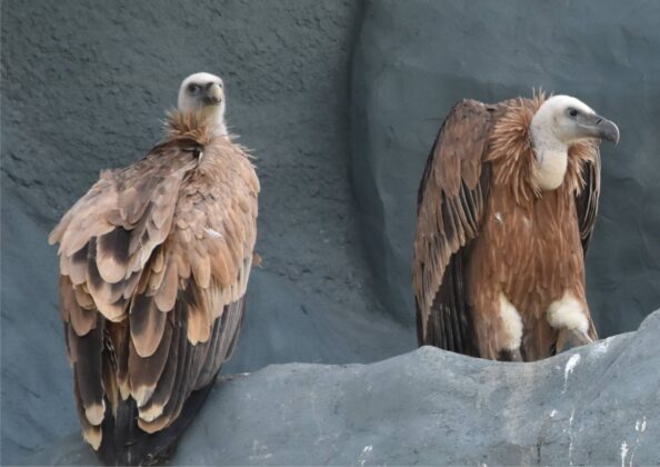 sep fot monika skiba Sępy nad zamojskim ZOO