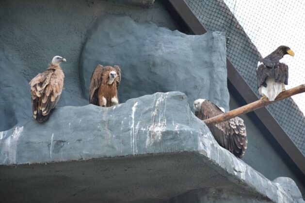 sepy i orlan fot monika skiba 2 Sępy nad zamojskim ZOO