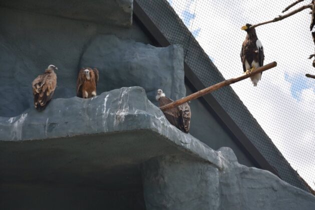 sepy i orlan fot monika skiba Sępy nad zamojskim ZOO