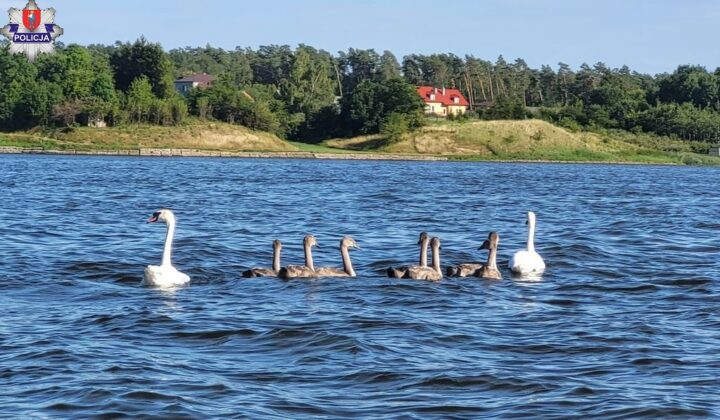 361 207078 NIELISZ: Uratowali łabędziątko, które zaplątało się w żyłkę wędkarską