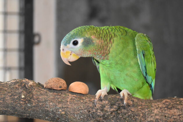 amazonka jamajska fot monika skiba Zamojskie ZOO kusi atrakcjami. Pojawiły się nowe zwierzęta.