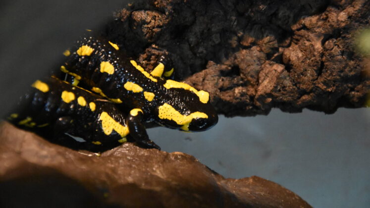 salamandra plamista 1 fot monika skiba Zwierzaki z Amsterdamu w zamojskim ZOO