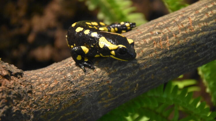 salamandra plamista fot monika skiba Zwierzaki z Amsterdamu w zamojskim ZOO