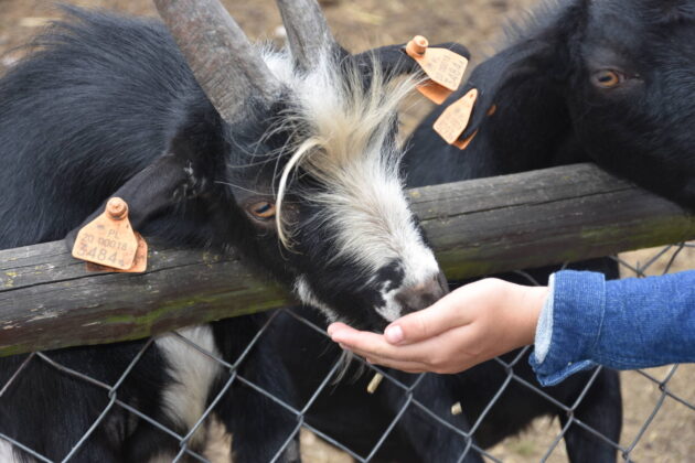 wakacje w zoo 2 Zamojskie ZOO kusi atrakcjami. Pojawiły się nowe zwierzęta.