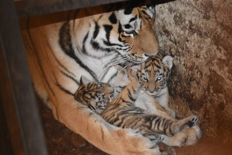 Para tygrysów Makar i Isla doczekała się potomstwa