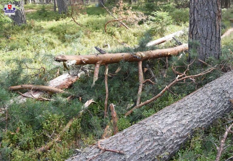 Ciało 72-latka znaleźli w kompleksie leśnym