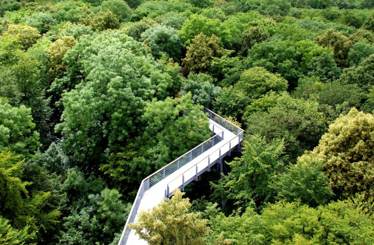 Roztoczański Park Narodowy wybuduje ścieżkę w koronach drzew.