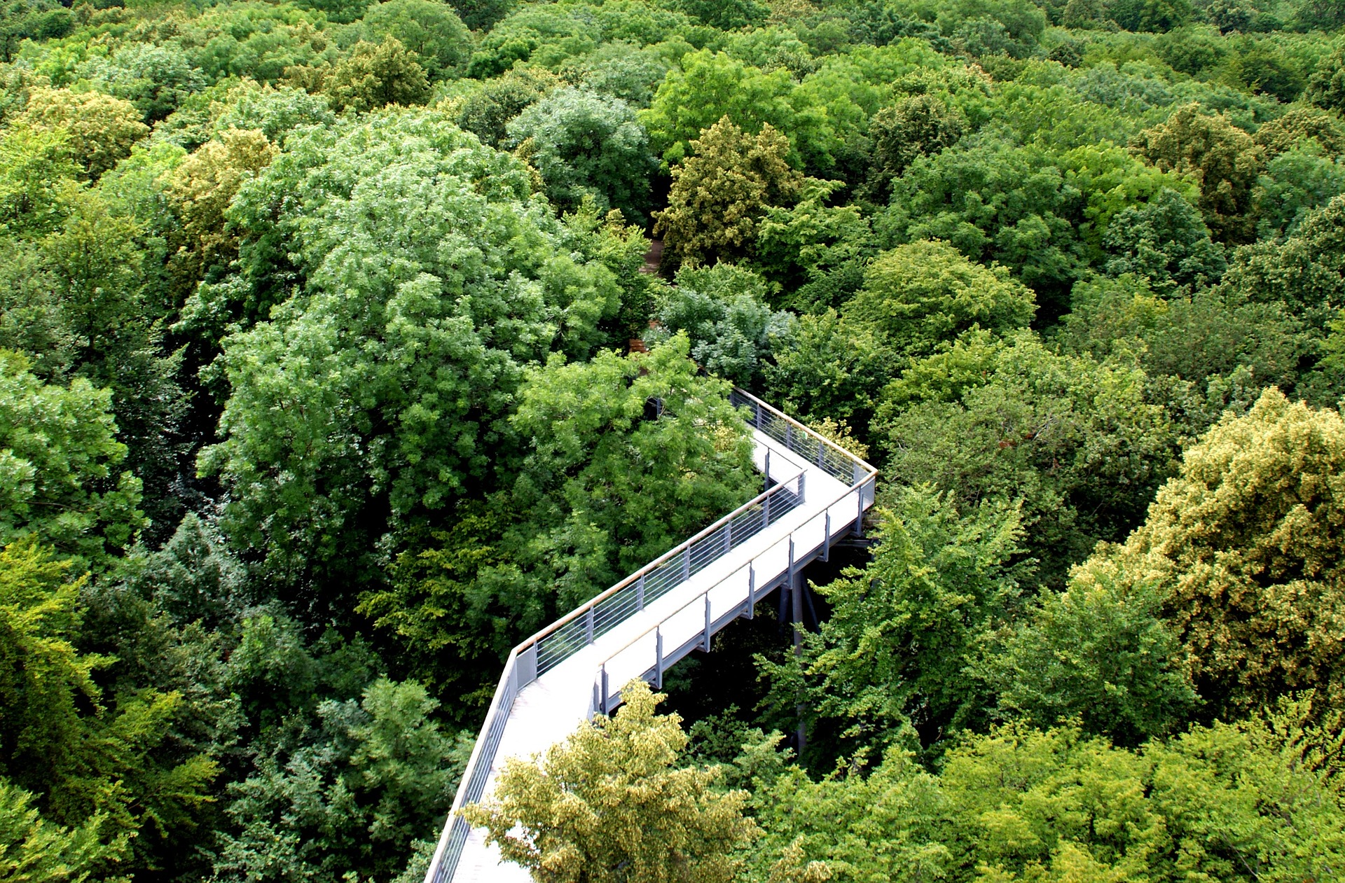 forest ge85fdefe9 1920 Roztoczański Park Narodowy wybuduje ścieżkę w koronach drzew.