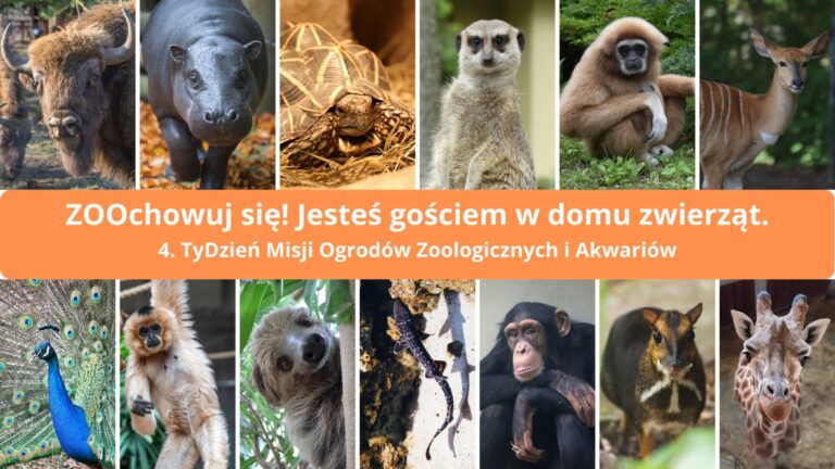 Małpka Kiki ambasadorem zamojskiego zoo- obchody Tygodnia Misji Ogrodów Zoologicznych w Zamościu