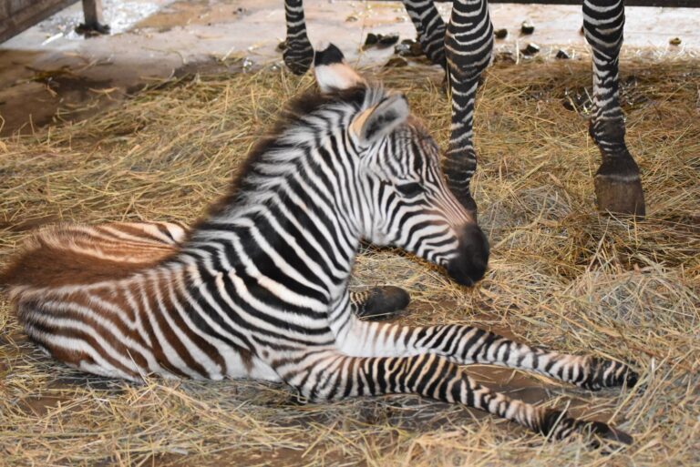 Zebra Luśka urodziła