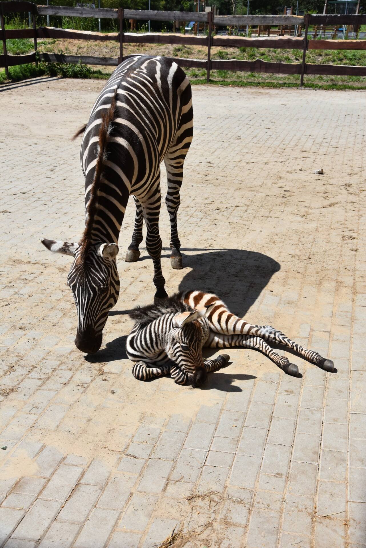 352401532 669154895255897 4630306964377137637 n Zebra Luśka urodziła