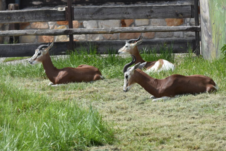 Nowe zwierzęta w zamojskim zoo [ZDJĘCIA]