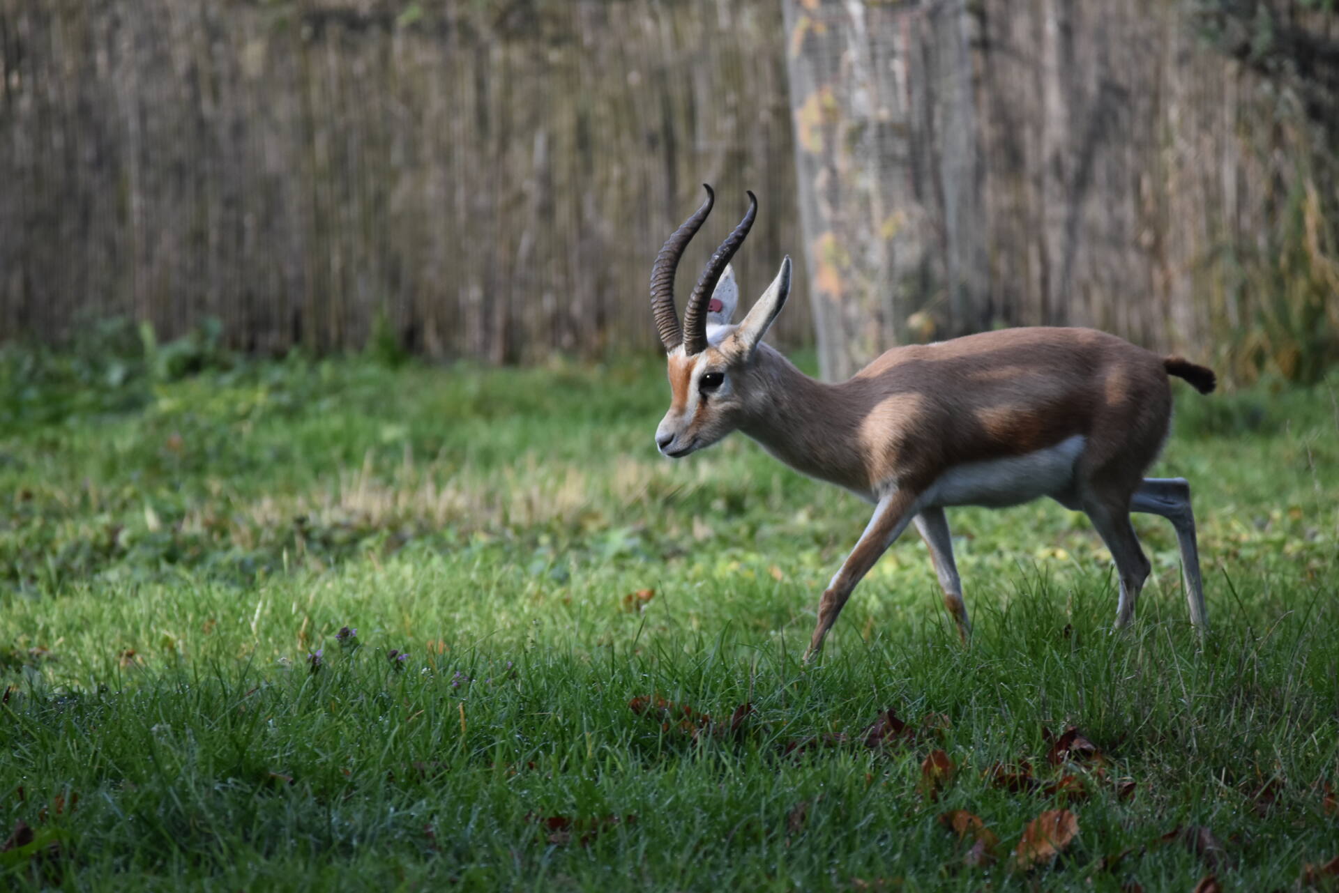 samiec dorkasa Nowe zwierzęta w zamojskim zoo [ZDJĘCIA]